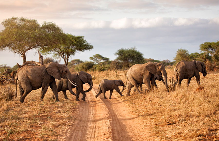 Elephants Roaming